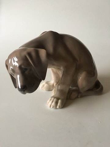 Royal Copenhagen Figur labrador Hvalp "Bob" No 318