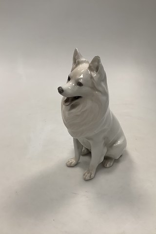 Royal Copenhagen Dog Figurine of White German Spitz No. 977